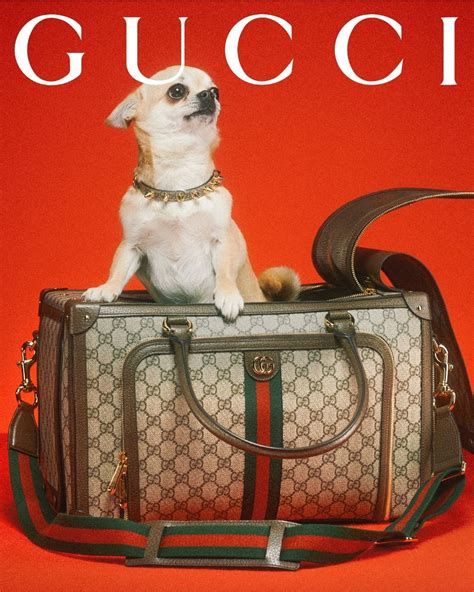 gucci dog travel bags|gucci dog collar backpack.